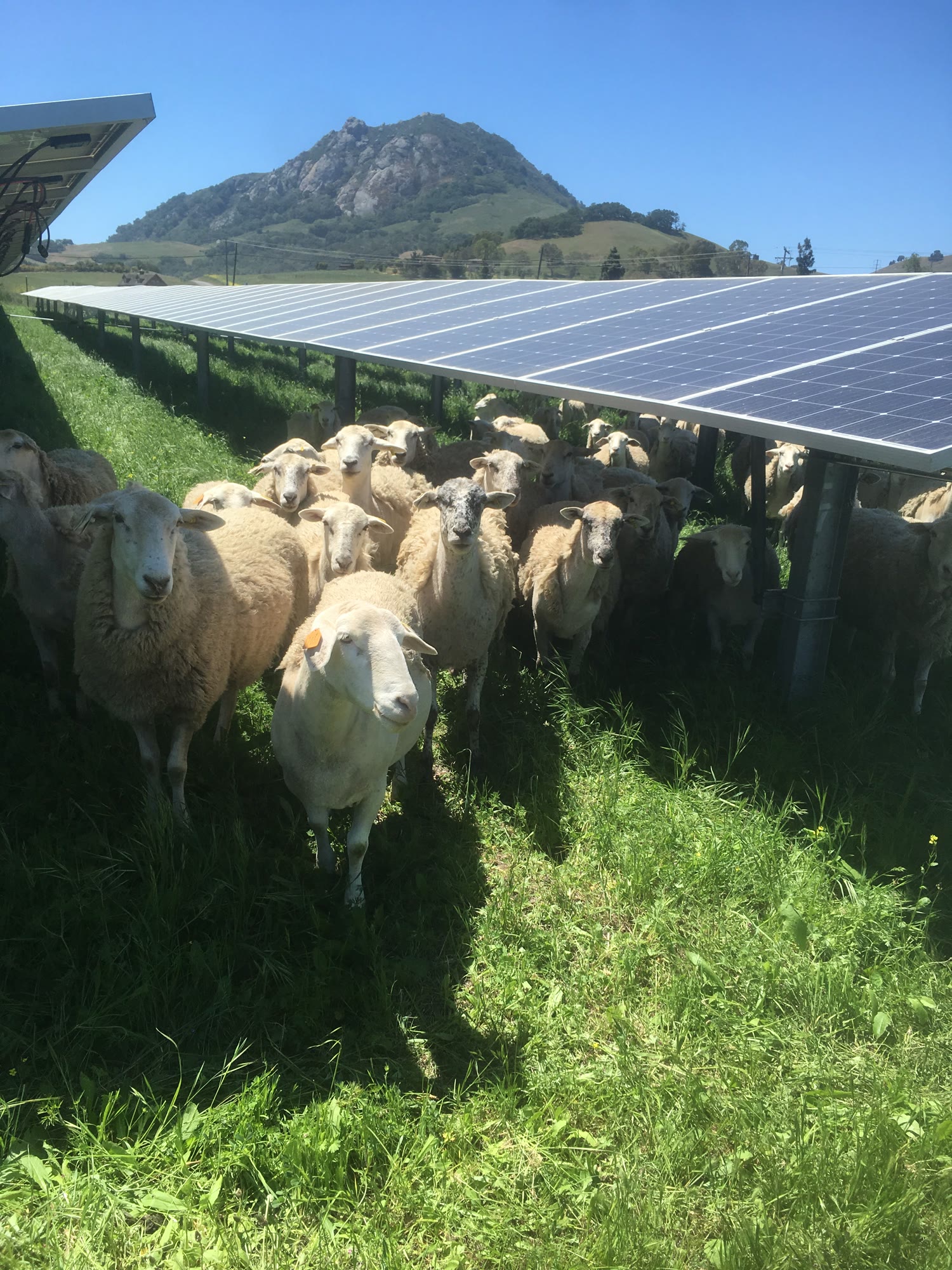 Sheep standing in the shade under a solar array, grazing grass a mower cannot reach